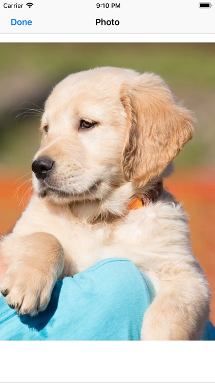 Golden Retriever Puppy Sticker screenshot-4