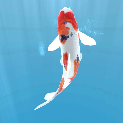 Koi