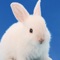 Icon ウサギゲーム
