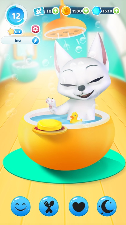 Inu the cute Shiba