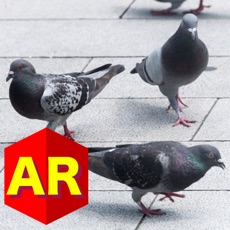 Activities of Anywhere Pigeon AR