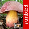 Get PilzSnap - Pilze sammeln! for iOS, iPhone, iPad Aso Report