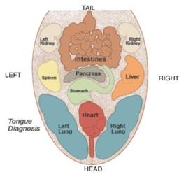 Tongue Diagnosis