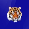 Stringtown Tigers