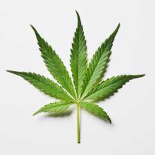 Medical Marijuana Guide + Quiz
