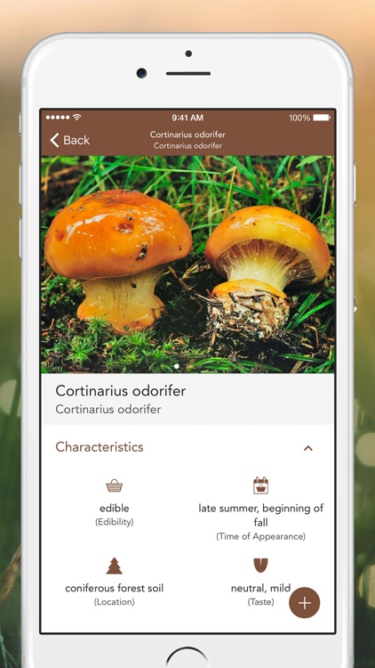 Mushroom LITE - Field Guide
