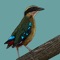 The Birds of Zambia app is an up-to-date identification guide to all recorded birds of the country created by Derek Solomon, Frank Willems and Rory McDougall