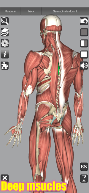 Snímek obrazovky 3D anatomie