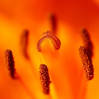 Méditation : la sérénité pour PC