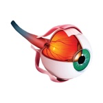 Anti-VEGF’s in DR, AMD  RVO