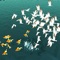 Birds prey on fish, increase their numbers, and pay attention to avoiding obstacles and hunting