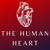 Heart Anatomy and Physiology