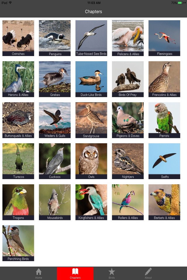 Birding In Southern Africa screenshot 3