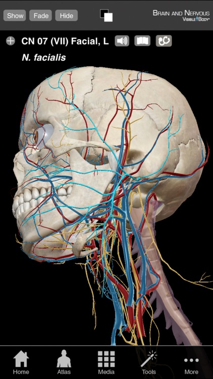 Brain & Nervous Anatomy Olio