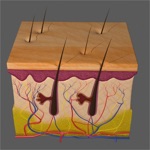Integumentary System Biology