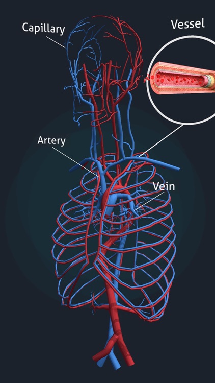 Human Anatomy 3D screenshot-6