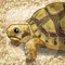 This is the best tortoise app