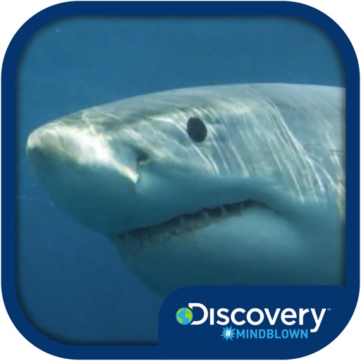 Discovery #MindBlown: Sharks