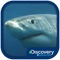 They may have a bad reputation, but sharks are one of the most important and essential animals in our ecosystem