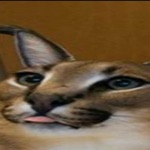 Русский кот Шлёпа