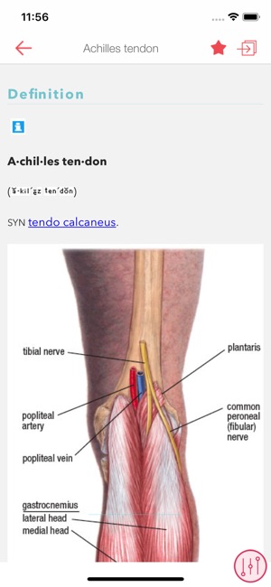 Stedman's Medical Dictionary N(圖4)-速報App