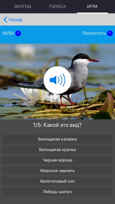 Как на китайском серая птица. Голоса птиц. ЭКОГИД-птицы приложение. Определить птицу по голосу. Аудиозапись птиц.