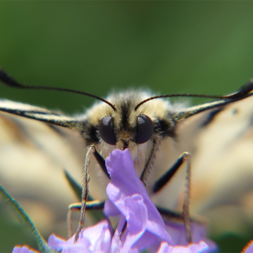 Bioblitz Fjärilar i Sverige