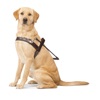 Guide Dogs NSW/ACT