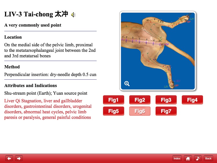 Canine Acupuncture Point HD