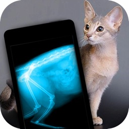 Simulator X-Ray Photo Cat