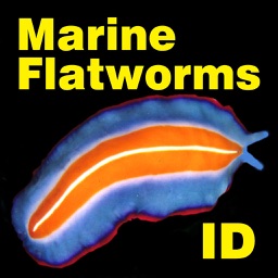 Marine Flatworms ID