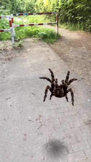 AR Spiders Screenshot