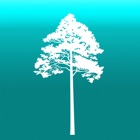 Arboreal - Tree height