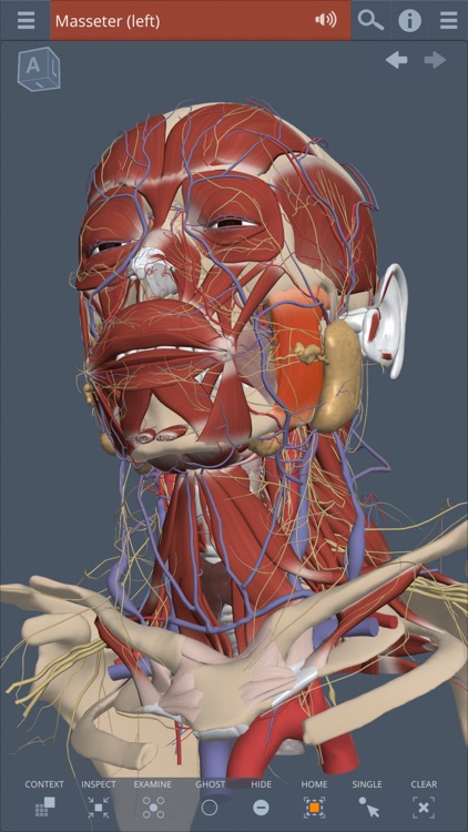 Primal's 3D Head & Neck