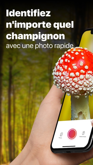 Picture Mushroom - Champignon Picture Mushroom - Champignon