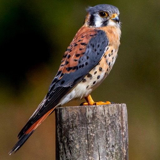 Birds of North America: Sounds Download