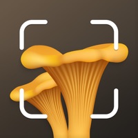  Mushroom Identification ID Alternatives