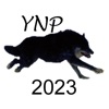 Yellowstone Wolves 2023