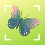 Butterfly identifier - insect
