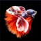 Icon Betta Fish Wallpapers HD !