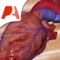“The Most Beautiful Cardiology App on the Market”