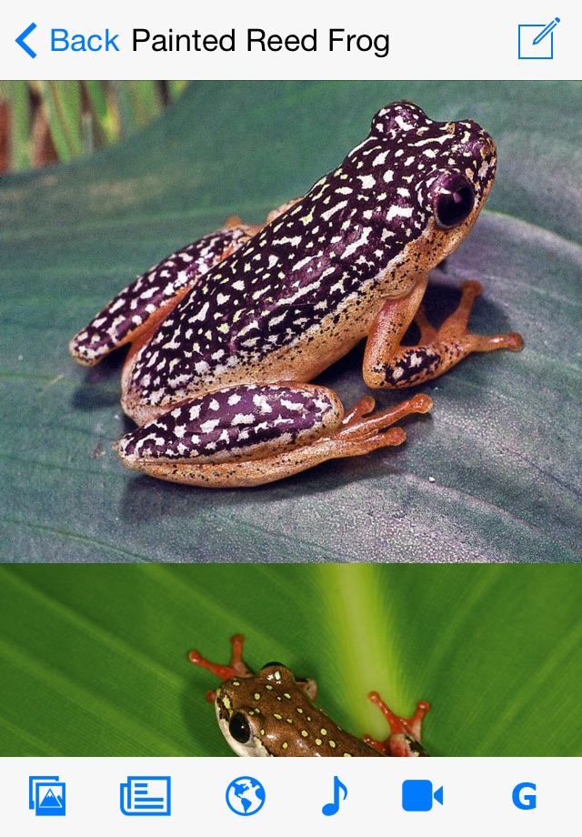 Frogs of Southern Africa screenshot 2