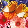 Butterfly Jigsaw