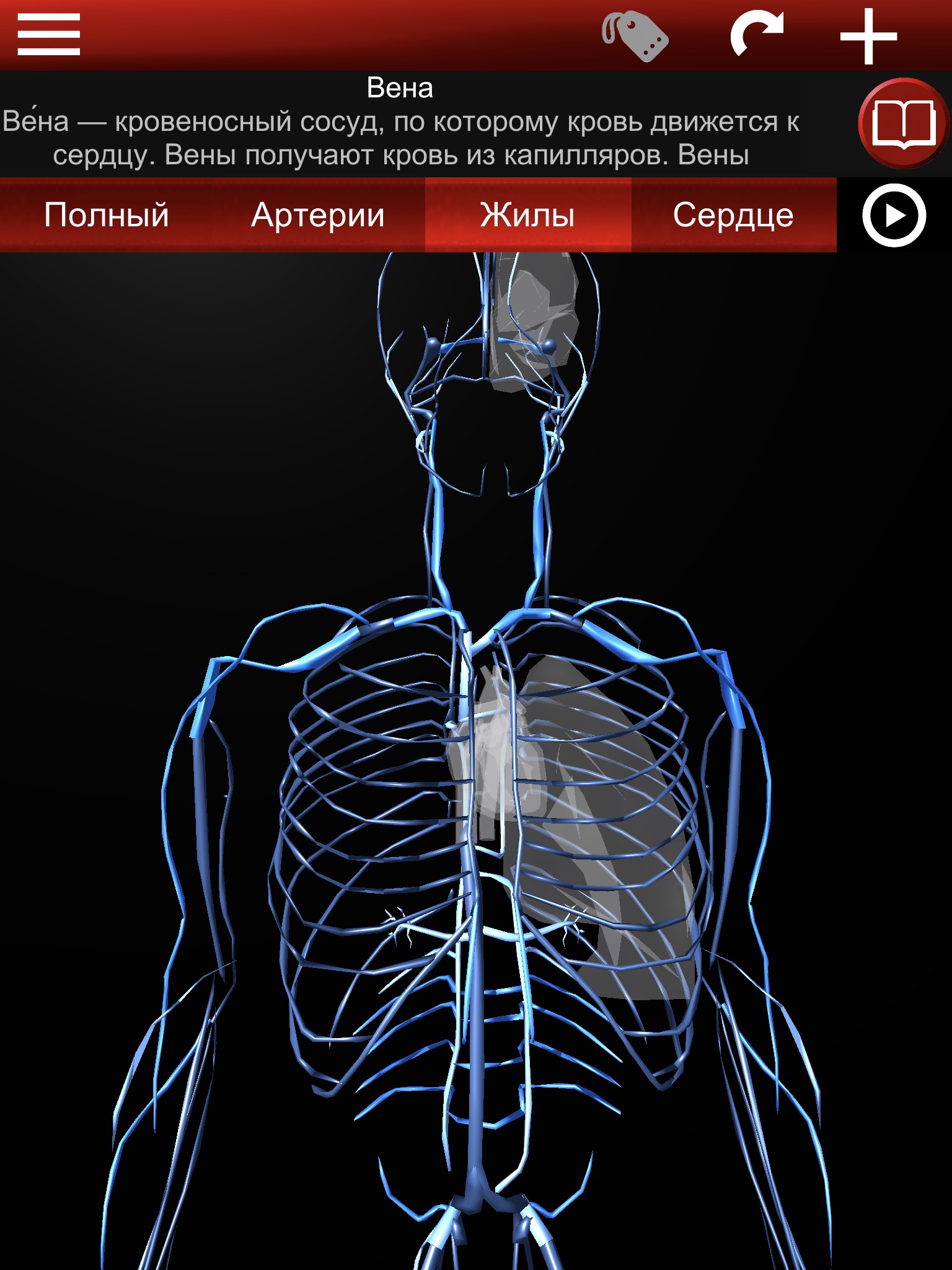 Circulatory System 3D Anatomy screenshot 2