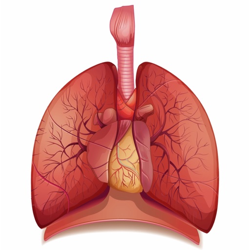 Respiratory System Flashcards