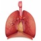 You can learn anytime and everywhere human respiratory system as offline