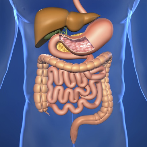 Digestive System Study Cards