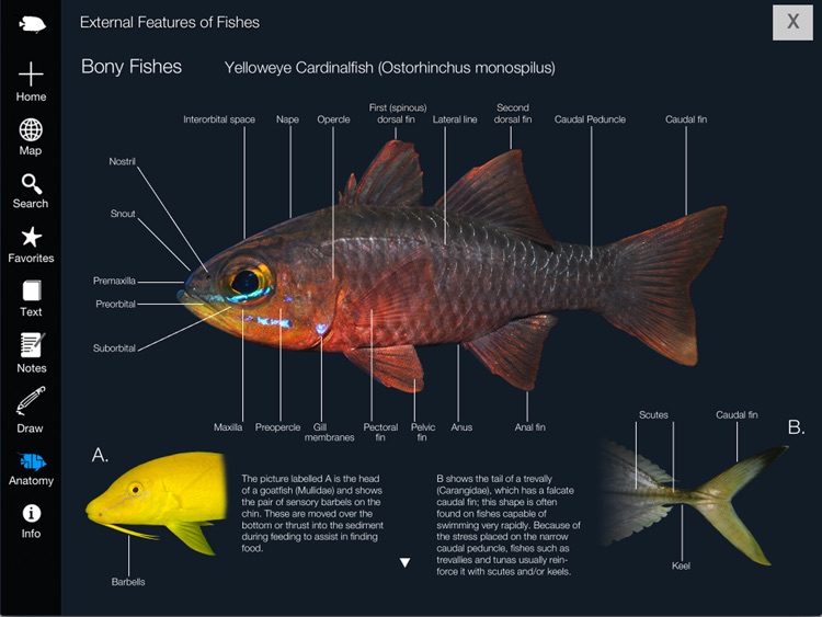 Reef Fishes of East Indies V2 screenshot-4