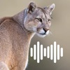 Hunting Calls: Cougar