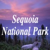 Sequoia-National-Park